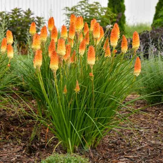 Hot and Cold Kniphofia, Hot and Cold Red Hot Poker, Kniphofia 'Hot and Cold', Red Hot Poker, Torch Lily
