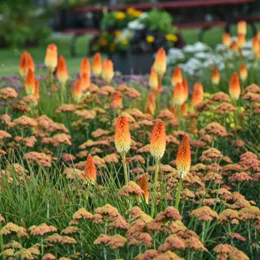 Hot and Cold Kniphofia, Hot and Cold Red Hot Poker, Kniphofia 'Hot and Cold', Red Hot Poker, Torch Lily