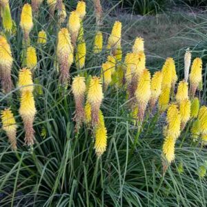 Lucky Lemons Kniphofia, Lucky Lemons Red Hot Poker, Kniphofia 'Lucky Lemons ', Red Hot Poker, Torch Lily