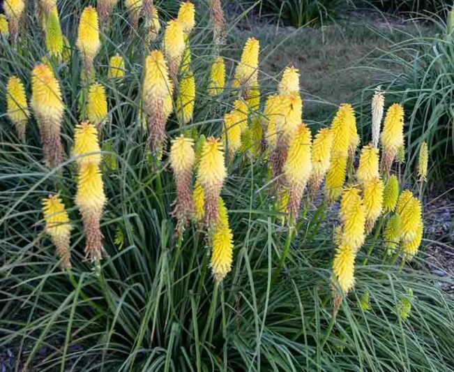 Lucky Lemons Kniphofia, Lucky Lemons Red Hot Poker, Kniphofia 'Lucky Lemons ', Red Hot Poker, Torch Lily