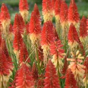 Rocket's Red Glare Kniphofia, Rocket's Red Glare Red Hot Poker, Kniphofia 'Rocket's Red Glare', Red Hot Poker, Torch Lily