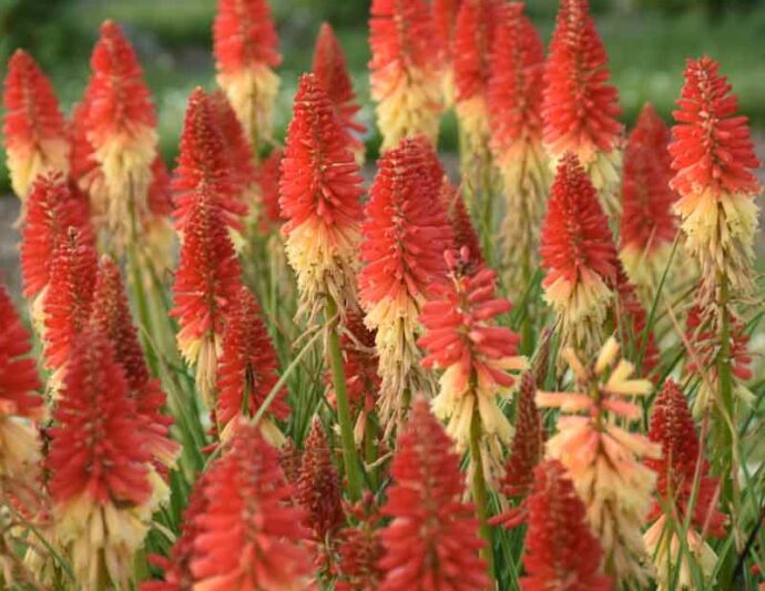 Rocket's Red Glare Kniphofia, Rocket's Red Glare Red Hot Poker, Kniphofia 'Rocket's Red Glare', Red Hot Poker, Torch Lily