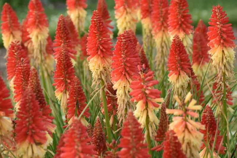 Rocket's Red Glare Kniphofia, Rocket's Red Glare Red Hot Poker, Kniphofia 'Rocket's Red Glare', Red Hot Poker, Torch Lily