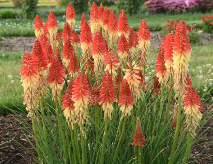 Rocket's Red Glare Kniphofia, Rocket's Red Glare Red Hot Poker, Kniphofia 'Rocket's Red Glare', Red Hot Poker, Torch Lily