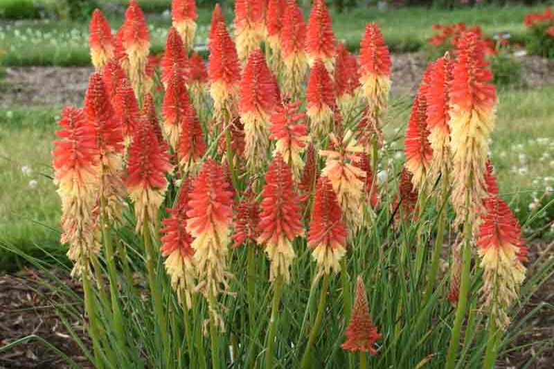 Rocket's Red Glare Kniphofia, Rocket's Red Glare Red Hot Poker, Kniphofia 'Rocket's Red Glare', Red Hot Poker, Torch Lily