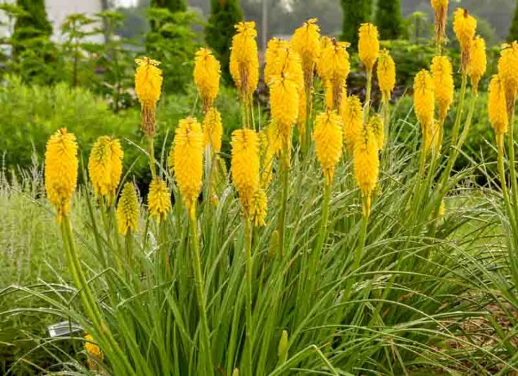 Solar Flare Kniphofia, Solar Flare Red Hot Poker, Kniphofia 'Solar Flare', Red Hot Poker, Torch Lily