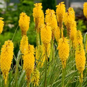 Solar Flare Kniphofia, Solar Flare Red Hot Poker, Kniphofia 'Solar Flare', Red Hot Poker, Torch Lily