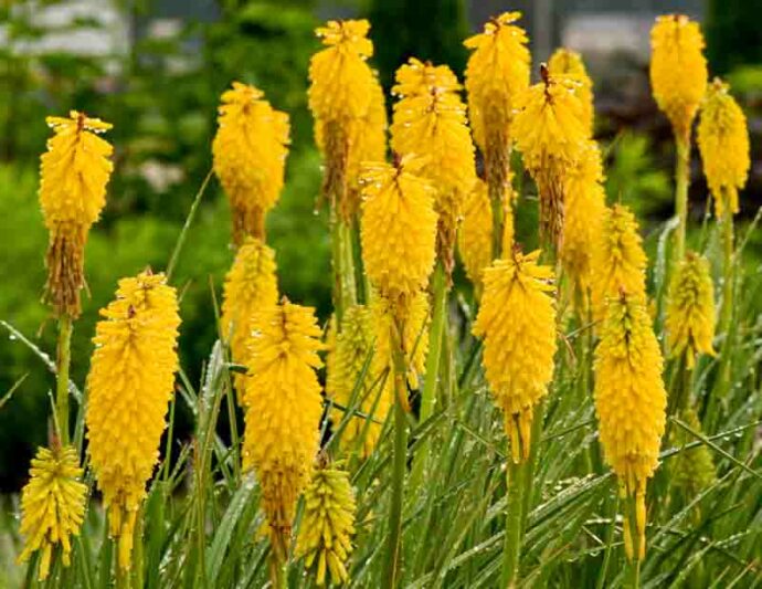 Solar Flare Kniphofia, Solar Flare Red Hot Poker, Kniphofia 'Solar Flare', Red Hot Poker, Torch Lily