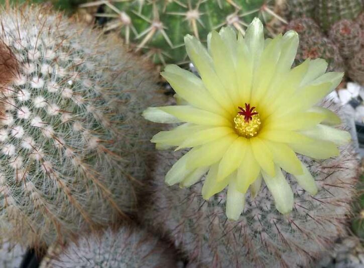 Silver Ball Cactus, Parodia scopa, Cactus scopa, Cereus scopa, Echinocactus scopa, Echinopsis scopa, Malacocarpus scopa, Notocactus scopa, Peronocactus scopa