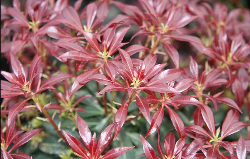 Pieris japonica 'Katsura', Japanese Andromeda 'Katsura', Japanese Pieris 'Katsura', evergreen shrub