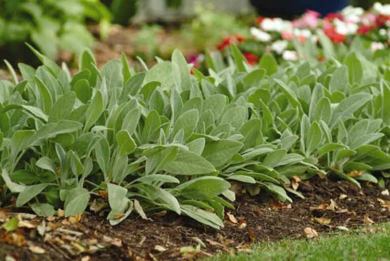 Lamb's Ear: Discovering the Best Varieties and Essential Care Tips