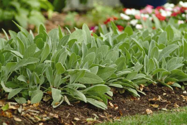 Stachys Byzantina 'Fuzzy Wuzzy', Lamb's Ears 'Fuzzy Wuzzy', Donkey's Ears 'Fuzzy Wuzzy', silver foliage perennial