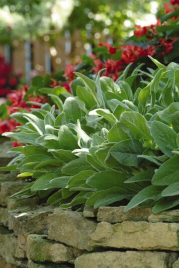 Stachys Byzantina 'Fuzzy Wuzzy', Lamb's Ears 'Fuzzy Wuzzy', Donkey's Ears 'Fuzzy Wuzzy', silver foliage perennial