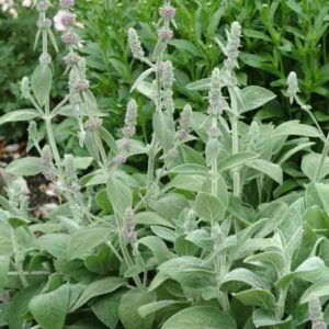 Stachys Byzantina 'Silver Carpet', Lamb's Ears 'Silver Carpet', Donkey's Ears 'Silver Carpet', silver foliage perennial