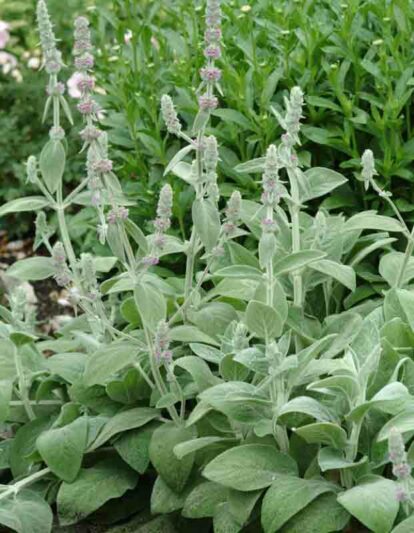 Stachys Byzantina 'Silver Carpet', Lamb's Ears 'Silver Carpet', Donkey's Ears 'Silver Carpet', silver foliage perennial