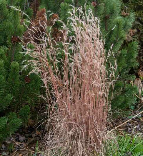 Schizachyrium scoparium The Blues, Little Bluestem The Blues, Blue Stem The Blues, Broom Grass The Blues, Native Grass