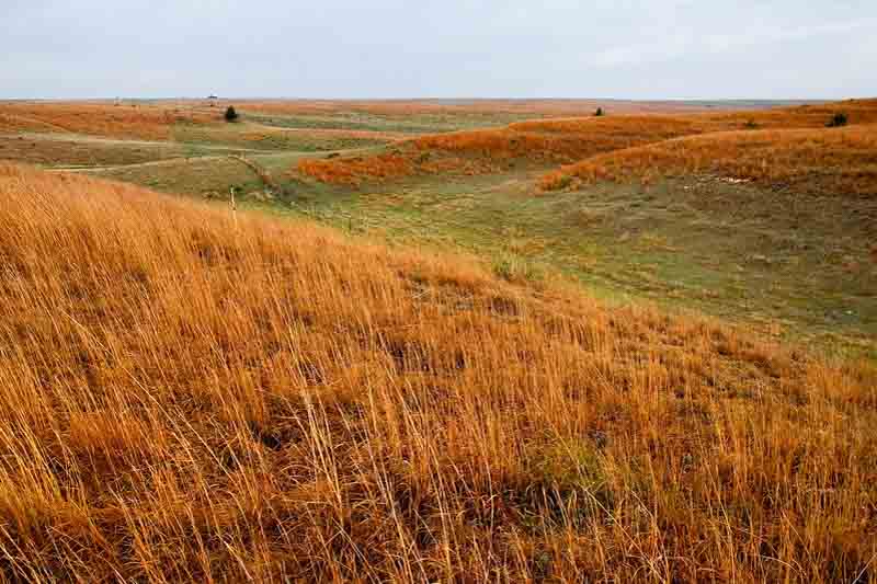 Schizachyrium scoparium, Bluestem, Little Bluestem