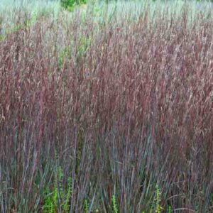 Schizachyrium scoparium Blue Paradise, Little Bluestem Blue Paradise, Blue Stem Blue Paradise, Broom Grass Blue Paradise, Native Grass