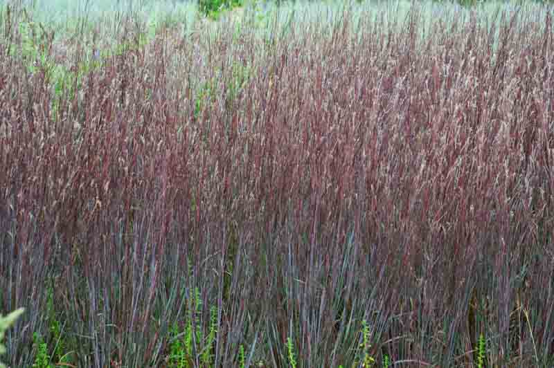 Schizachyrium scoparium Blue Paradise, Little Bluestem Blue Paradise, Blue Stem Blue Paradise, Broom Grass Blue Paradise, Native Grass