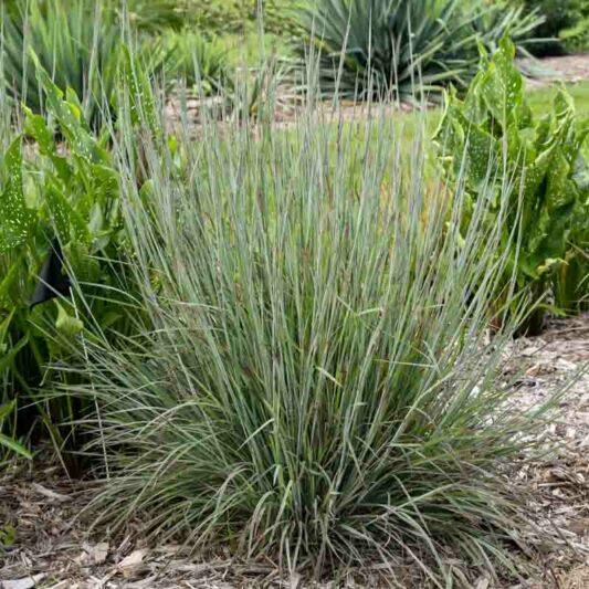 Schizachyrium scoparium Brush Strokes, Little Bluestem Brush Strokes, Blue Stem Brush Strokes, Broom Grass Brush Strokes, Native Grass