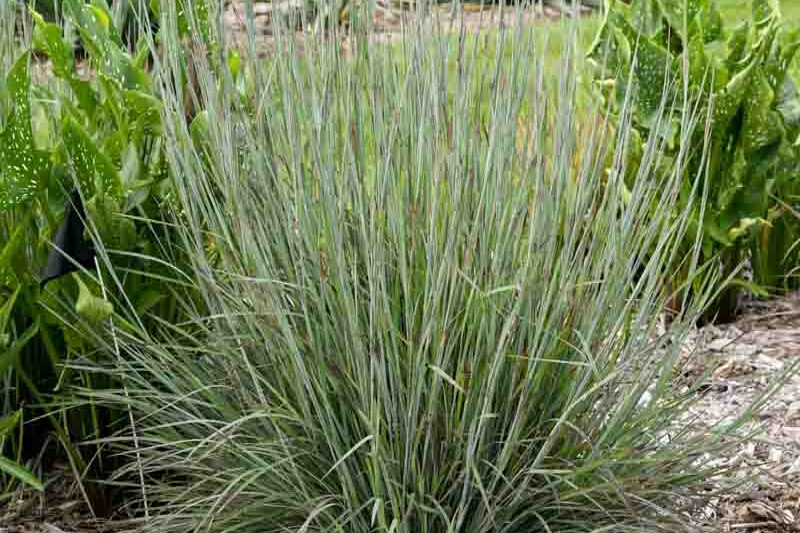 Schizachyrium scoparium Brush Strokes, Little Bluestem Brush Strokes, Blue Stem Brush Strokes, Broom Grass Brush Strokes, Native Grass