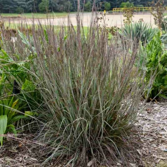 Schizachyrium scoparium Brush Strokes, Little Bluestem Brush Strokes, Blue Stem Brush Strokes, Broom Grass Brush Strokes, Native Grass