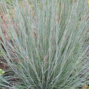 Schizachyrium scoparium Prairie Blues, Little Bluestem Prairie Blues, Blue Stem Prairie Blues, Broom Grass Prairie Blues, Native Grass