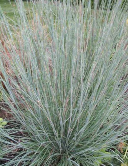 Schizachyrium scoparium Prairie Blues, Little Bluestem Prairie Blues, Blue Stem Prairie Blues, Broom Grass Prairie Blues, Native Grass