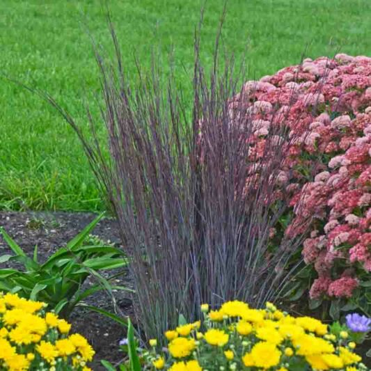 Schizachyrium scoparium Smoke Signal, Little Bluestem Smoke Signal, Blue Stem Smoke Signal, Broom Grass Smoke Signal, Native Grass