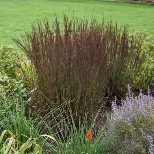 Schizachyrium scoparium Smoke Signal, Little Bluestem Smoke Signal, Blue Stem Smoke Signal, Broom Grass Smoke Signal, Native Grass