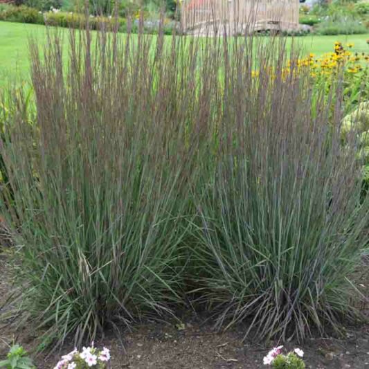 Schizachyrium scoparium Smoke Signal, Little Bluestem Smoke Signal, Blue Stem Smoke Signal, Broom Grass Smoke Signal, Native Grass