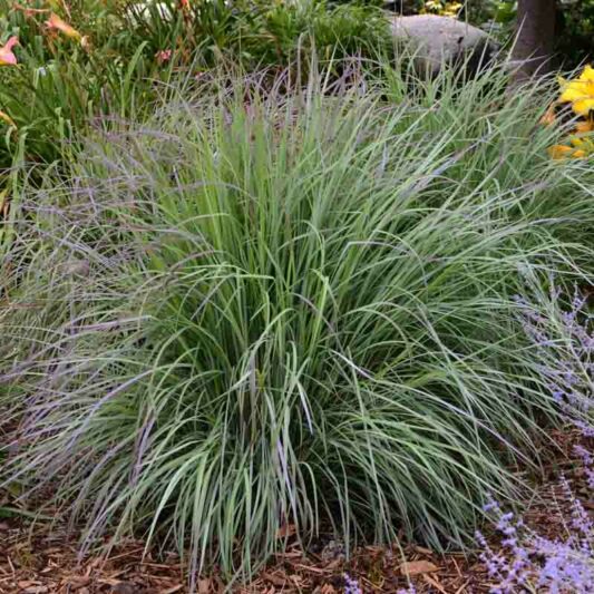 Schizachyrium scoparium Twilight Zone, Little Bluestem Twilight Zone, Blue Stem Twilight Zone, Broom Grass Twilight Zone, Native Grass