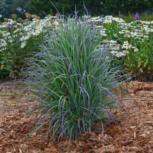 Schizachyrium scoparium Twilight Zone, Little Bluestem Twilight Zone, Blue Stem Twilight Zone, Broom Grass Twilight Zone, Native Grass