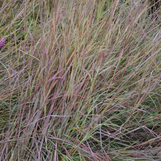 Schizachyrium scoparium Twilight Zone, Little Bluestem Twilight Zone, Blue Stem Twilight Zone, Broom Grass Twilight Zone, Native Grass