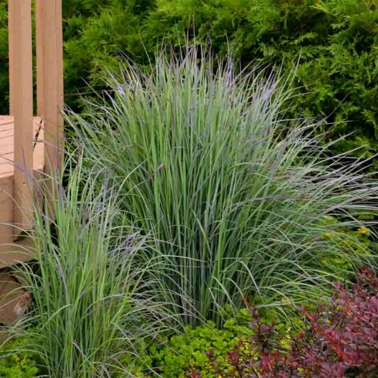 Schizachyrium scoparium Twilight Zone, Little Bluestem Twilight Zone, Blue Stem Twilight Zone, Broom Grass Twilight Zone, Native Grass