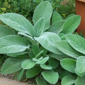 Stachys Byzantina 'Helen von Stein', Lamb's Ears 'Helen von Stein', Donkey's Ears 'Helen von Stein', silver foliage perennial