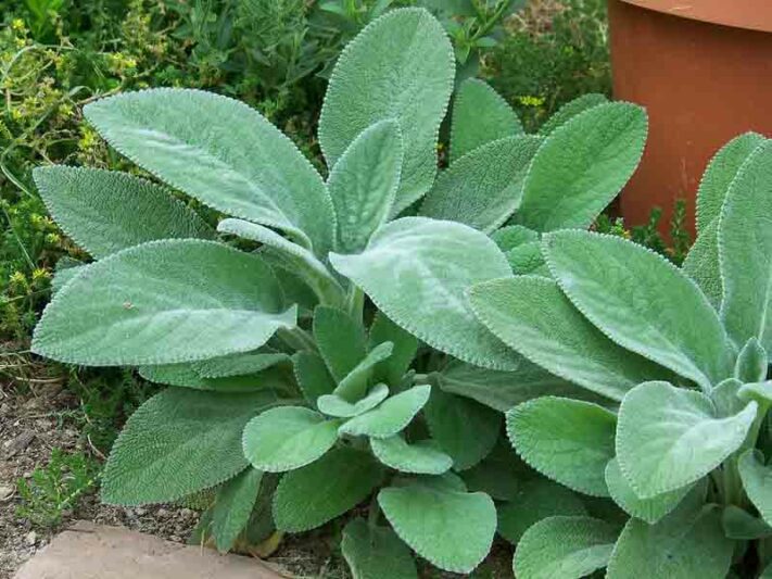 Stachys Byzantina 'Helen von Stein', Lamb's Ears 'Helen von Stein', Donkey's Ears 'Helen von Stein', silver foliage perennial