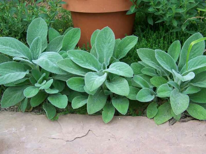 Stachys Byzantina 'Helen von Stein', Lamb's Ears 'Helen von Stein', Donkey's Ears 'Helen von Stein', silver foliage perennial