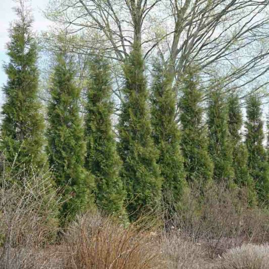 Thuja Occidentalis 'American Pillar, Instant Hedge, American Pillar Arborvitae, Evergreen Tree