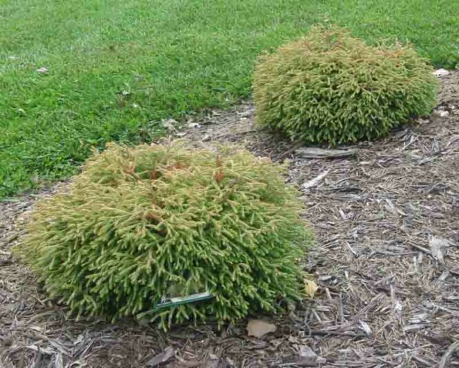 Thuja Occidentalis 'Golden Tuffet', Golden Tuffet Arborvitae, White Cedar Golden Tuffet, Northern White Cedar Golden Tuffet, Swamp Cedar Golden Tuffet, yellow thuja, golden thuja