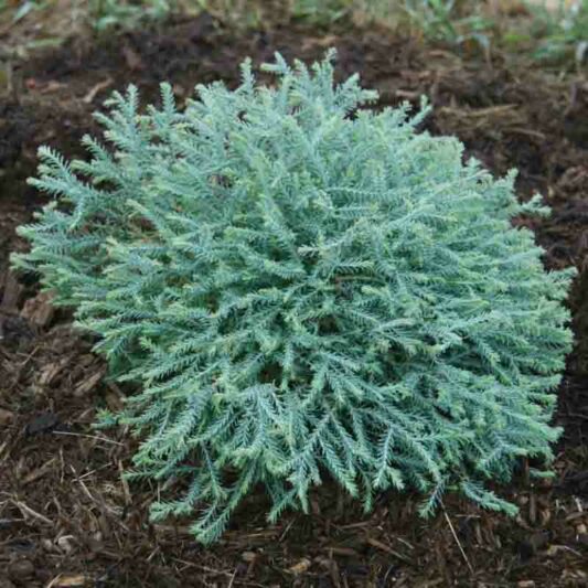 Thuja Occidentalis Pancake, Pancake Arborvitae, White Cedar Pancake, Northern White Cedar Pancake, Swamp Cedar Pancake