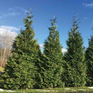 Thuja plicata Spring Grove, Western Red Cedar Spring Grove, Western Arborvitae Spring Grove