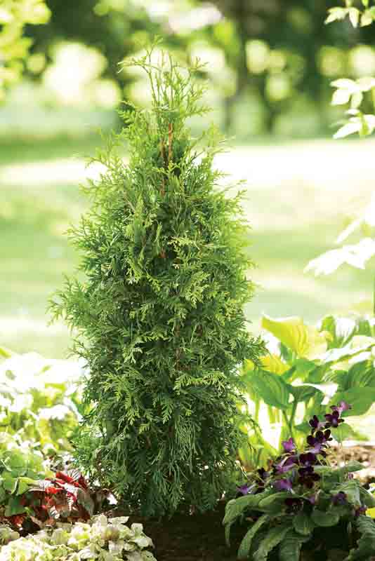 Thuja plicata Spring Grove, Western Red Cedar Spring Grove, Western Arborvitae Spring Grove