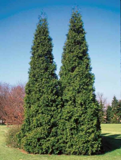 Thuja plicata Spring Grove, Western Red Cedar Spring Grove, Western Arborvitae Spring Grove