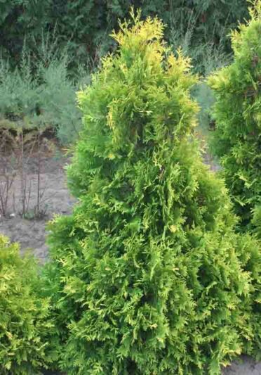 Thuja Occidentalis 'Sunkist', Sunkist Arborvitae, White Cedar Sunkist, Northern White Cedar Sunkist, Swamp Cedar Sunkist, yellow thuja, golden thuja