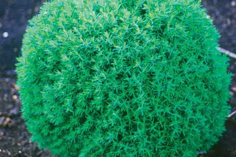 Thuja occidentalis &lsquo;Teddy&rsquo; (American Arborvitae)