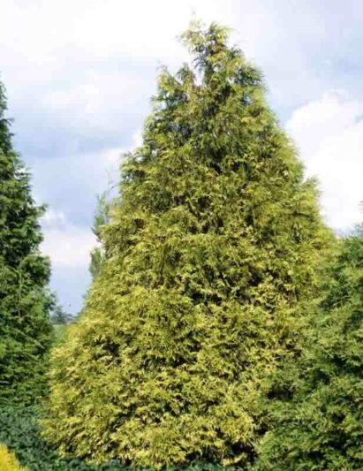 Thuja plicata Zebrina, Western Red Cedar Zebrina, Western Arborvitae Zebrina