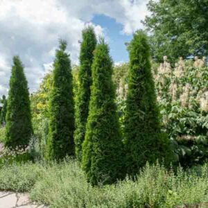 Thuja Occidentalis 'American Pillar, Instant Hedge, American Pillar Arborvitae, Evergreen Tree