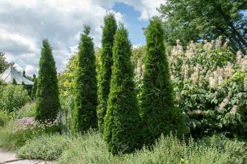 Thuja Occidentalis 'American Pillar, Instant Hedge, American Pillar Arborvitae, Evergreen Tree