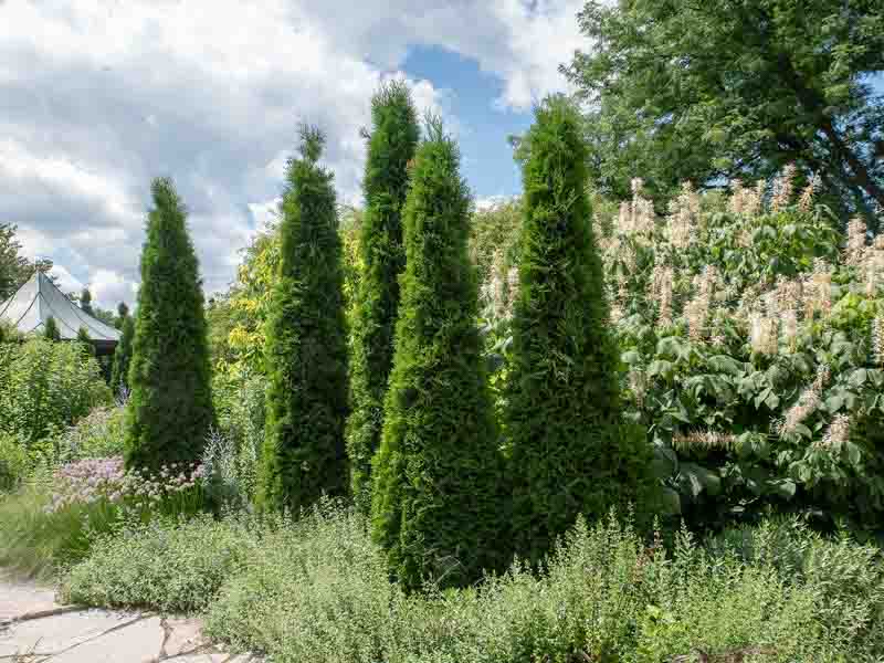 Thuja Occidentalis 'American Pillar, Instant Hedge, American Pillar Arborvitae, Evergreen Tree